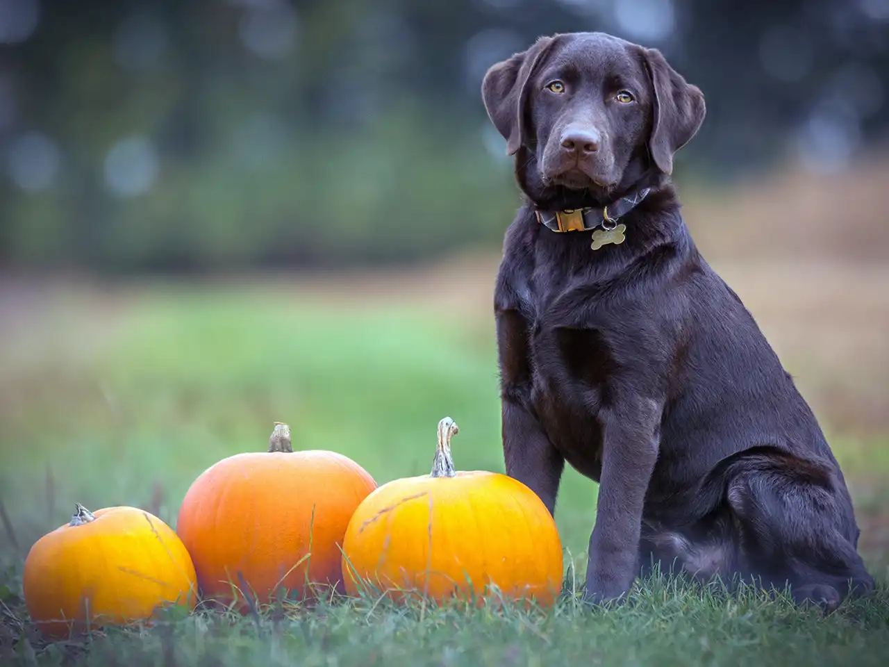 Black dog sitting on grass along with three orange pumpkins